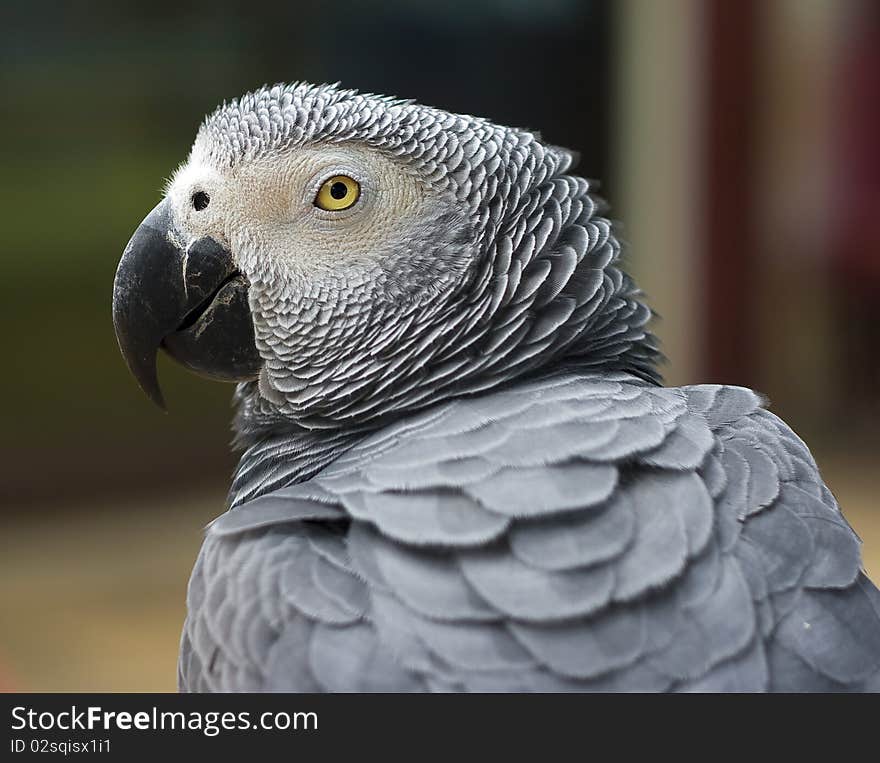 Grey parrot