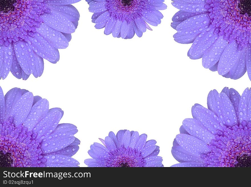 Purple Gerbera flower isolated on white background