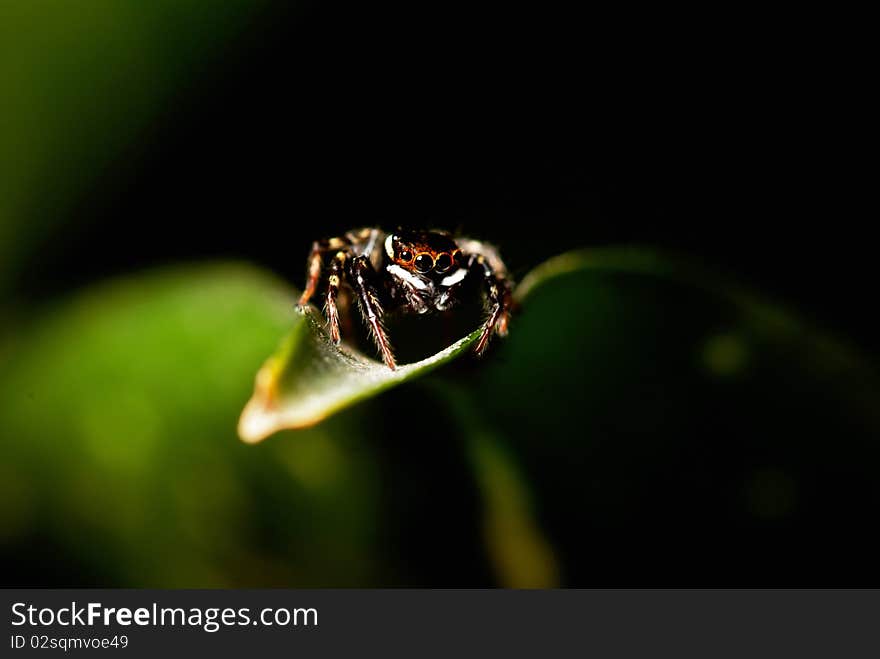 A hungry spider having its predatorial instinct getting the best of him as it silently spies on its prey from above.