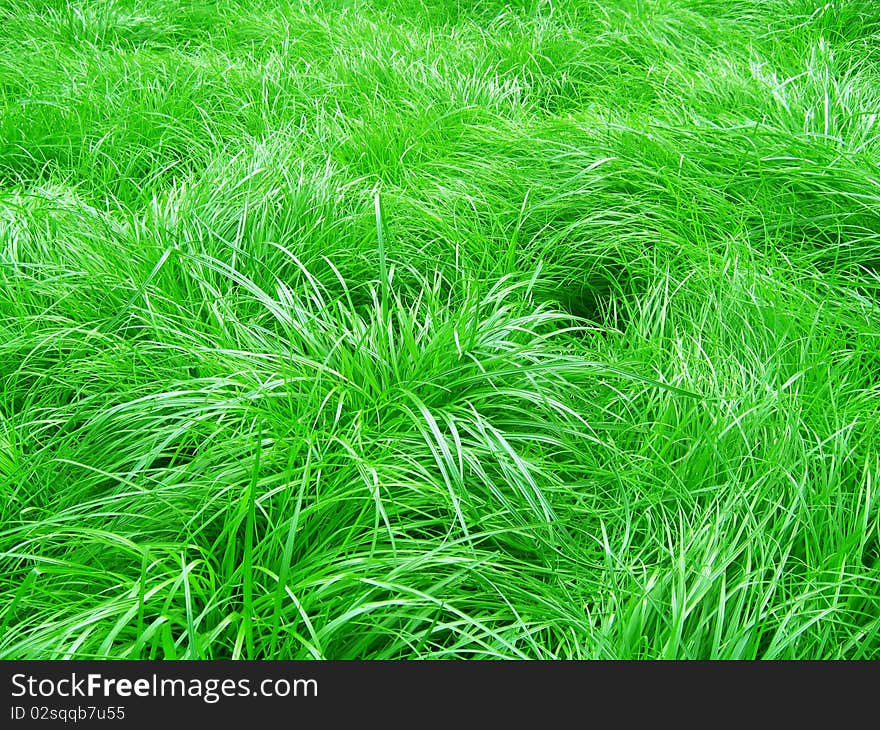 A lawn with lush green grass.