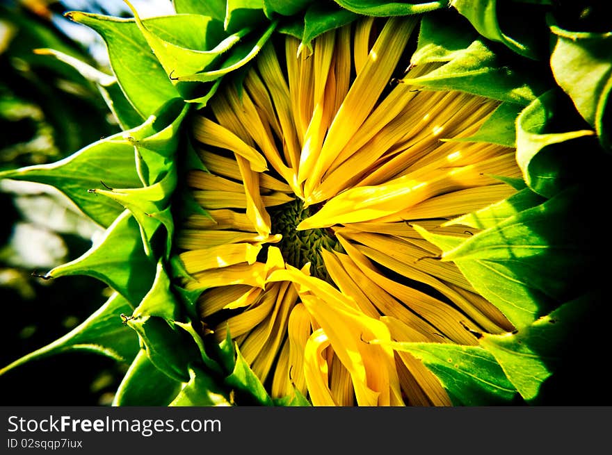 Unripe flower of the sunflower