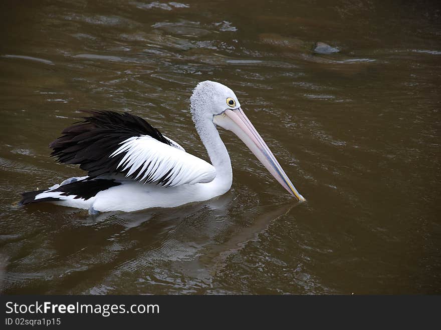 Pelican swimming at the Royal Melbourne Zoological Gardens. Pelican swimming at the Royal Melbourne Zoological Gardens