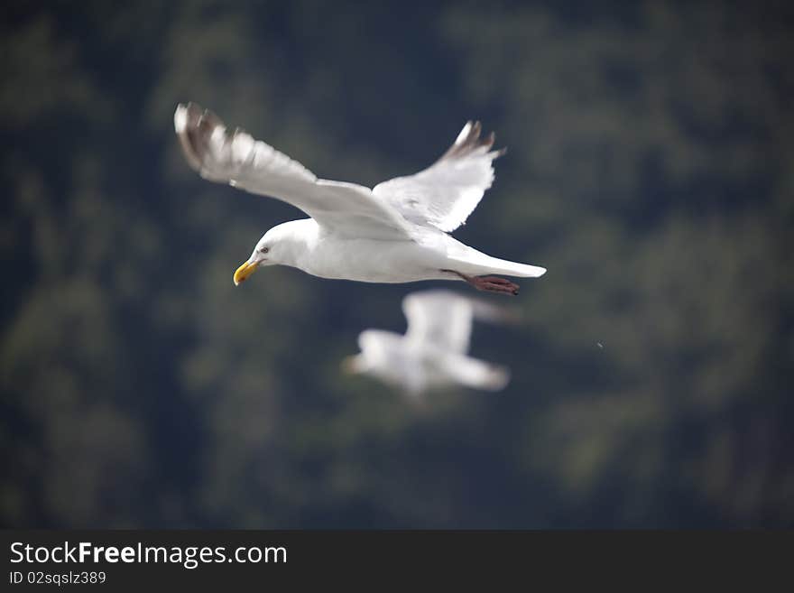 Two white birds flying through the sky in the mountains.