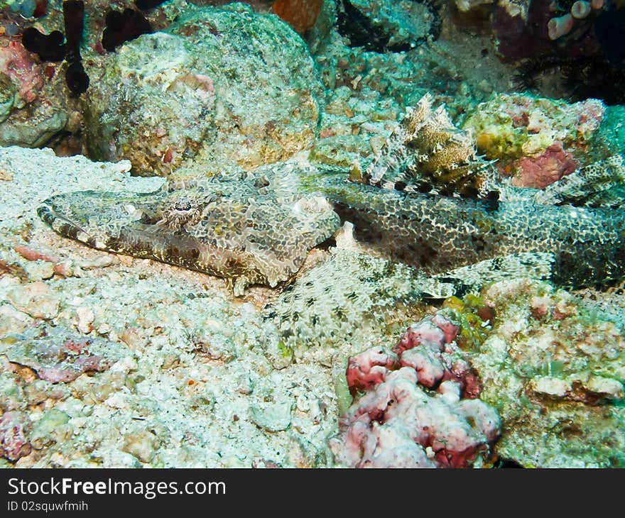 Crocodile Fish