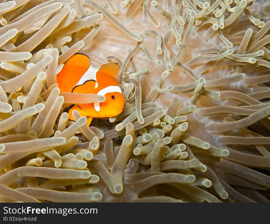 Clown anemonefish Amphiprion ocellaris in coral