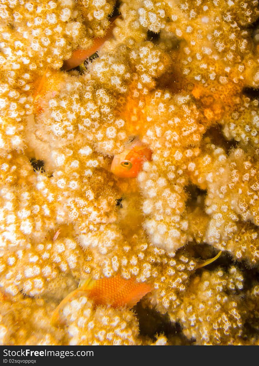 Fish sleep in coral