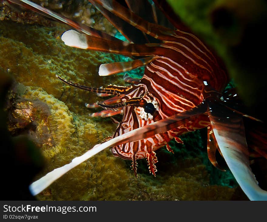 Lionfish