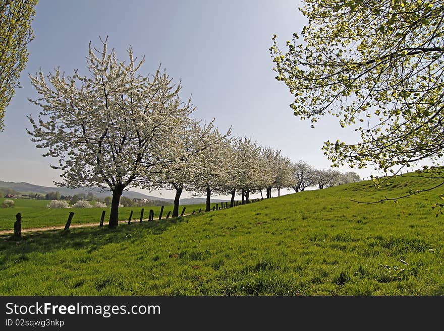 Footpath with cherry trees in Hagen, Lower Saxony, Germany, Europe. Footpath with cherry trees in Hagen, Lower Saxony, Germany, Europe