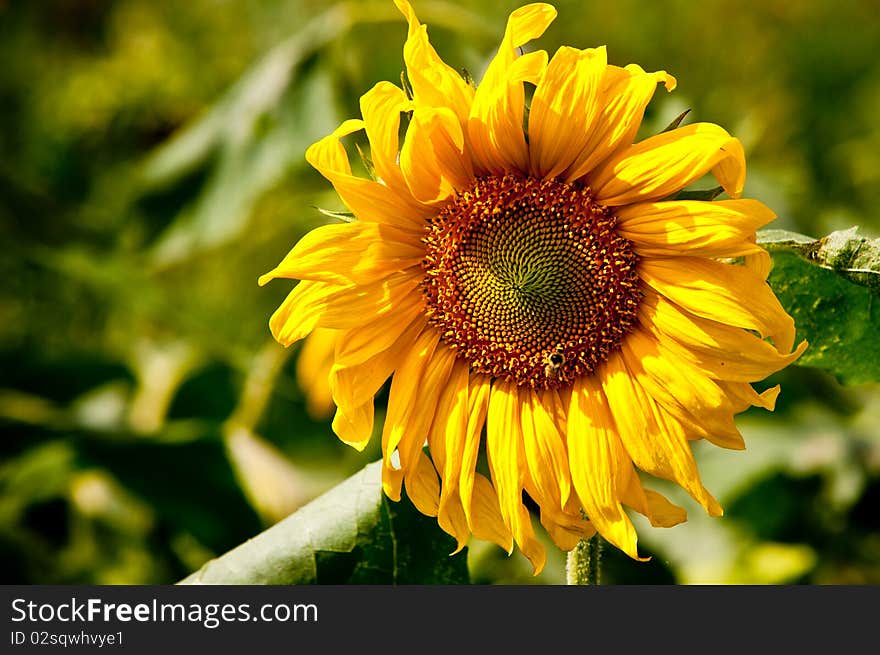 Sunflower on wild field closeup