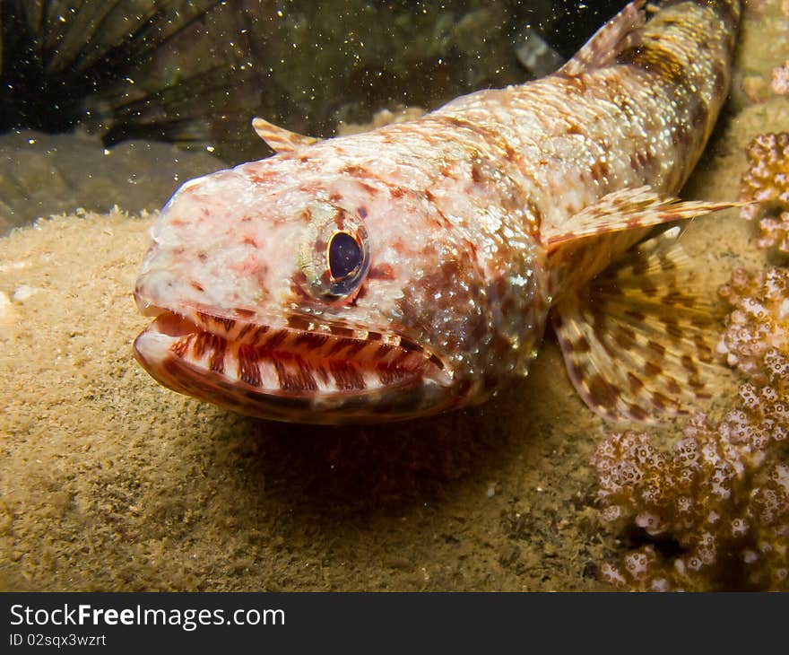 Ucla xenogrammus, Largemouth triplefin fish