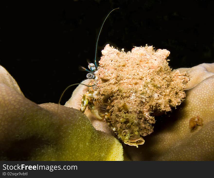 Hermit crab on the reef