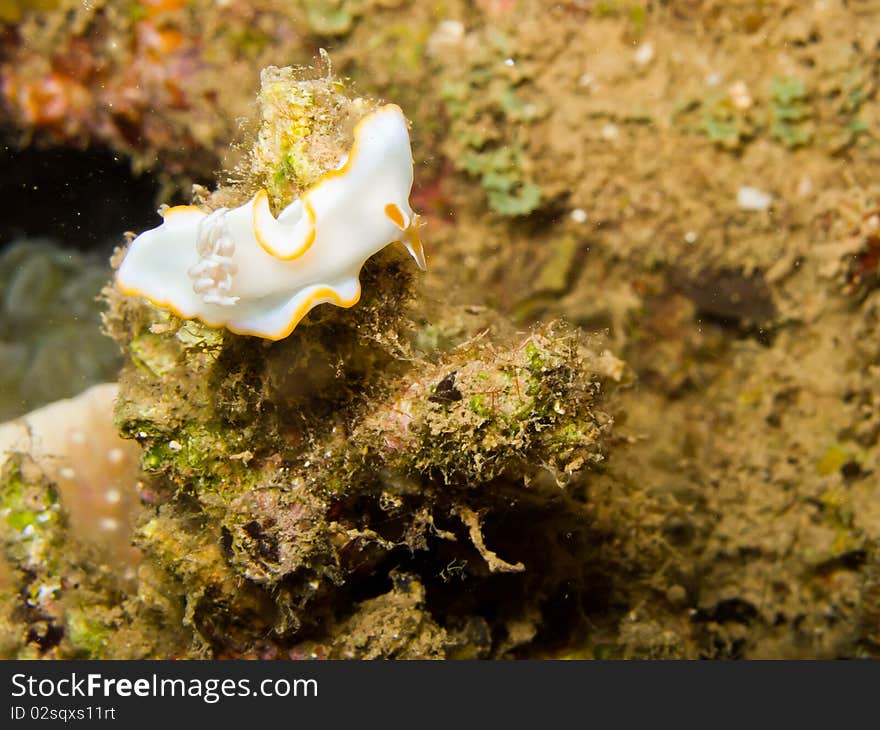 Ardeadoris egretta nudibranch on the reef