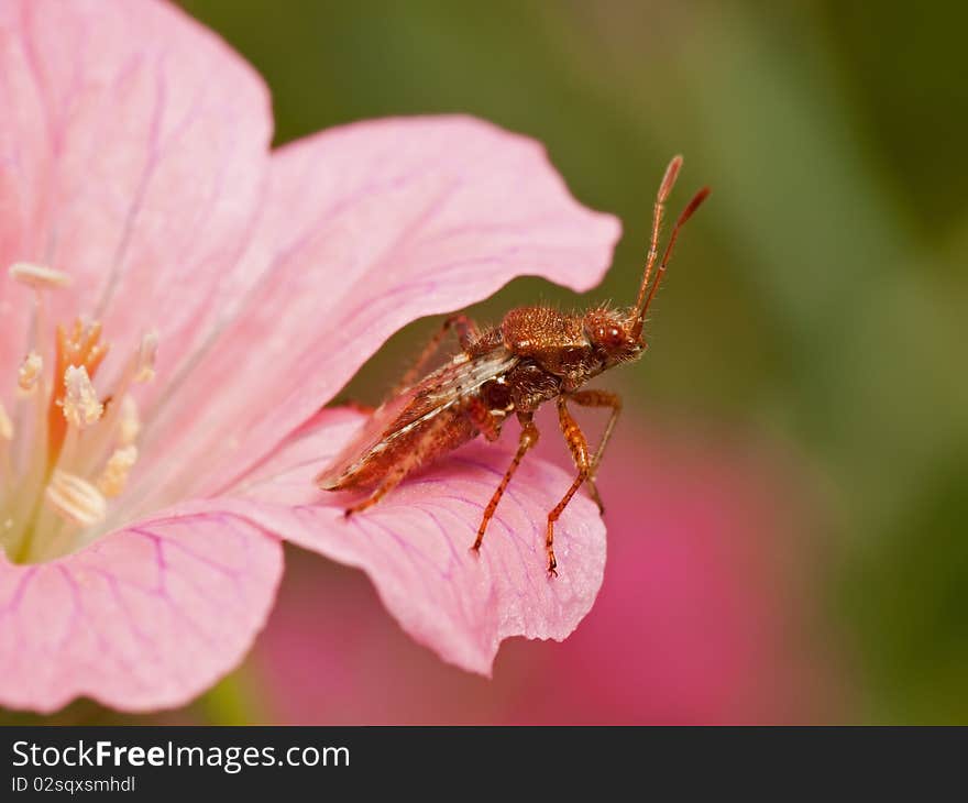 Plant bug in red flower