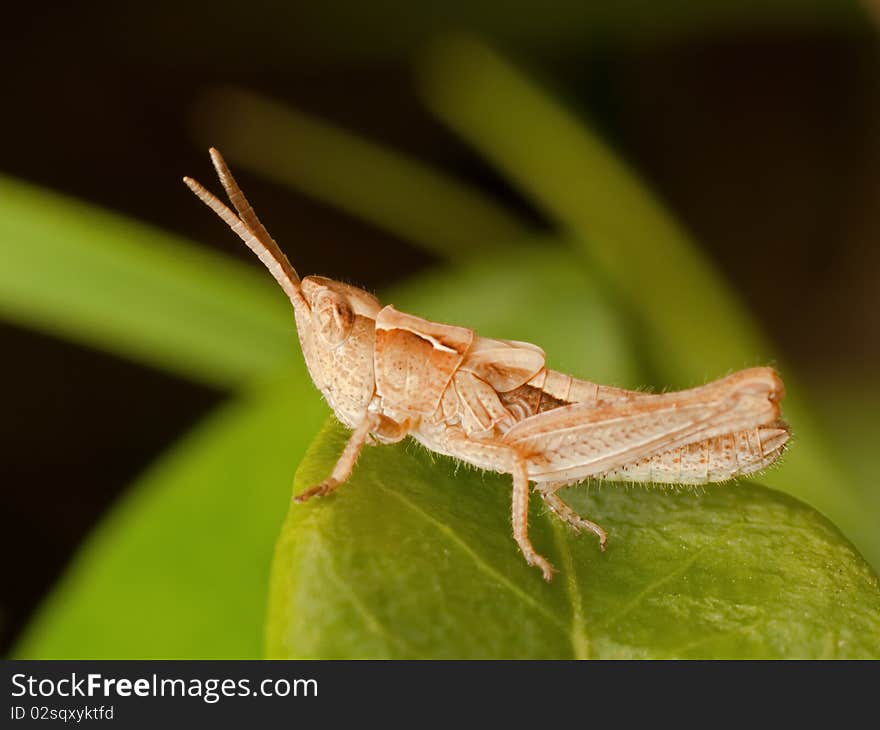 Grasshopper on green Leaf