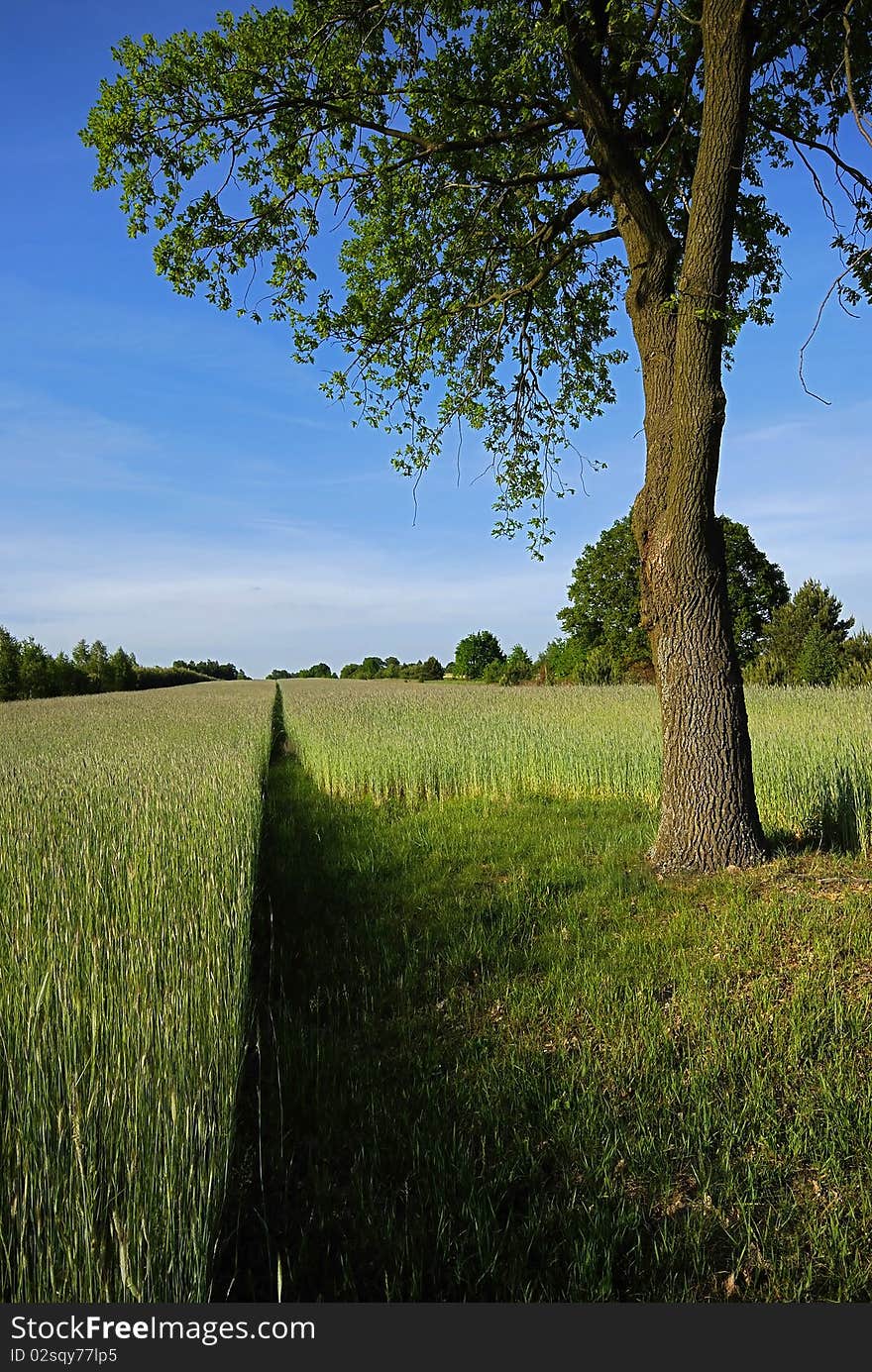 Spring field with the grain on the baulk