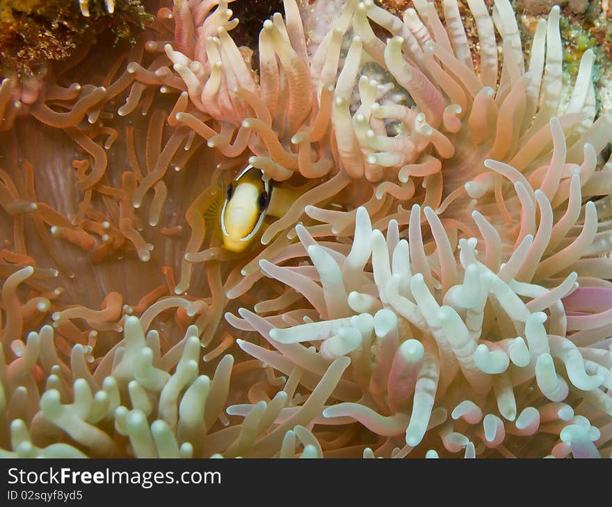 Clark's anemonefish Amphiprion clarkii hidden in the coral