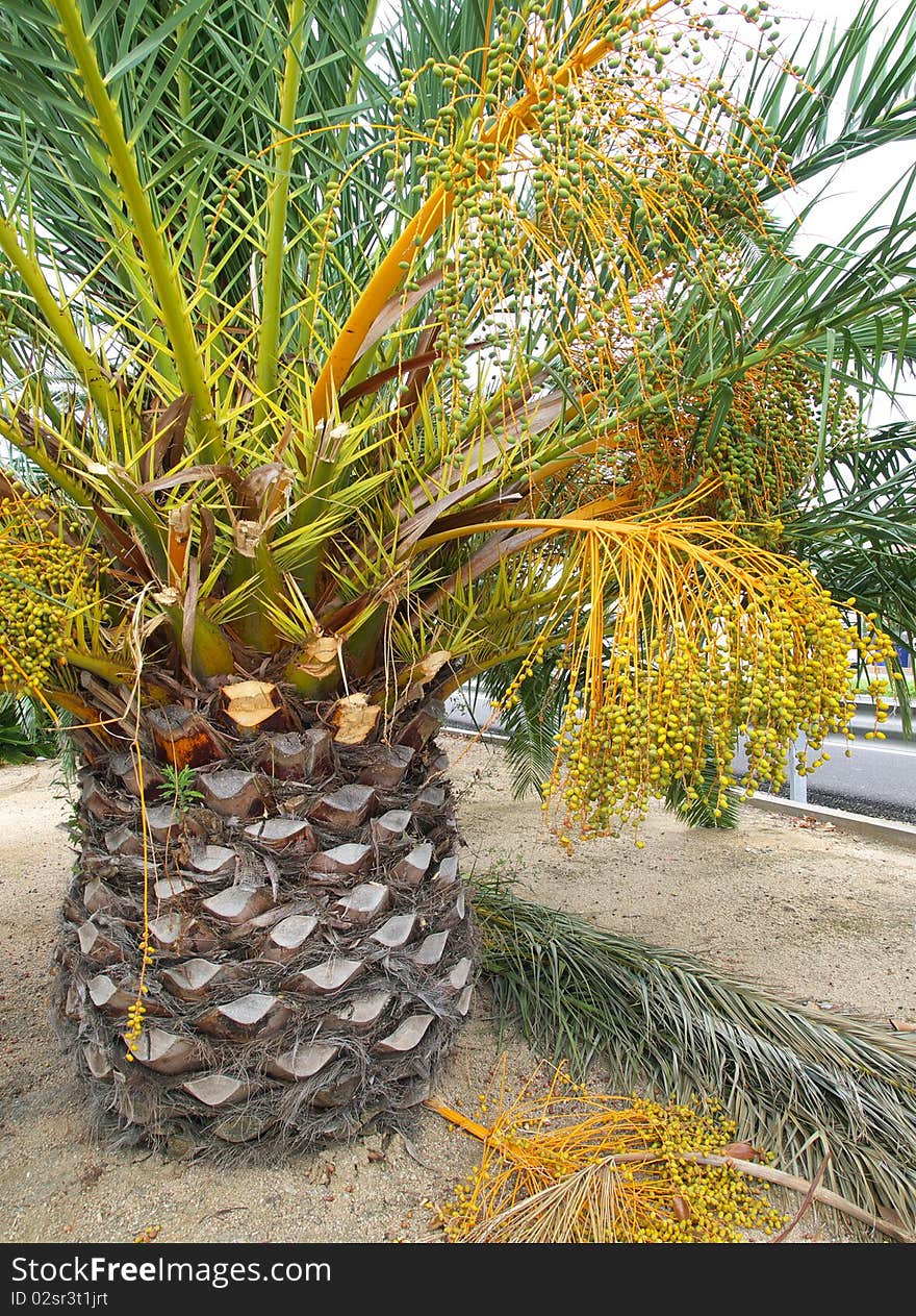 Palm tree with fruits. Palm trunk resembles a form of pineapple.