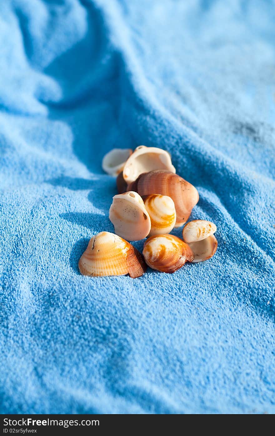 Shells On  Towels