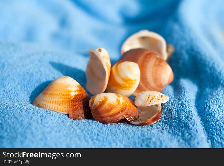 Shells On  Towels