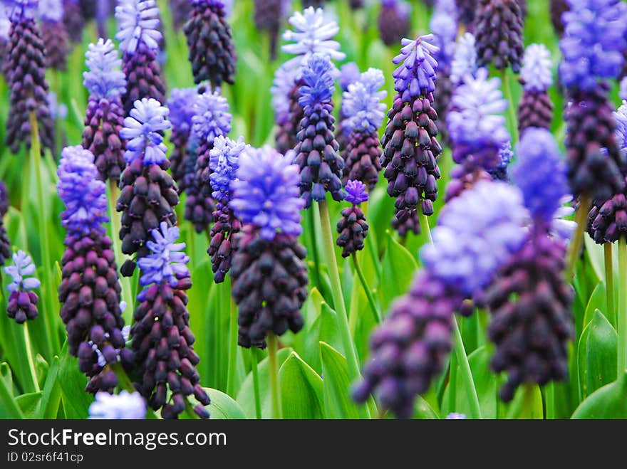 Lavender - taken at keukenhof holland