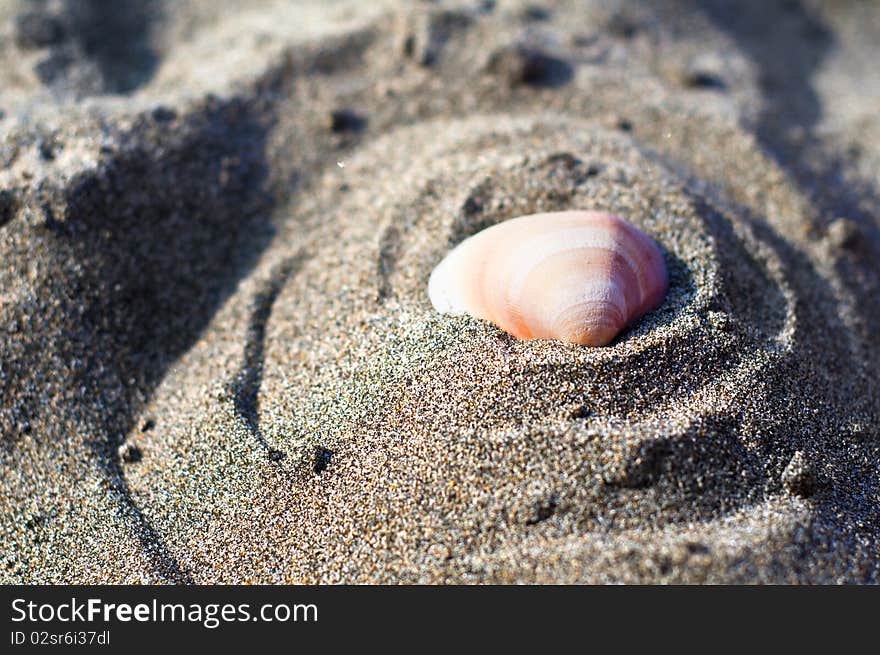 Shell on the beach in summer