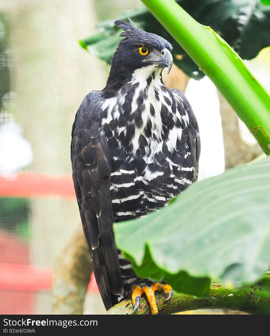 Black hawk sitting on tree