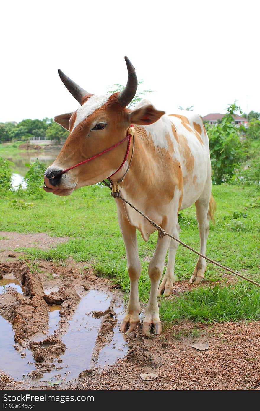 Ox in countryside in west of Thailand.