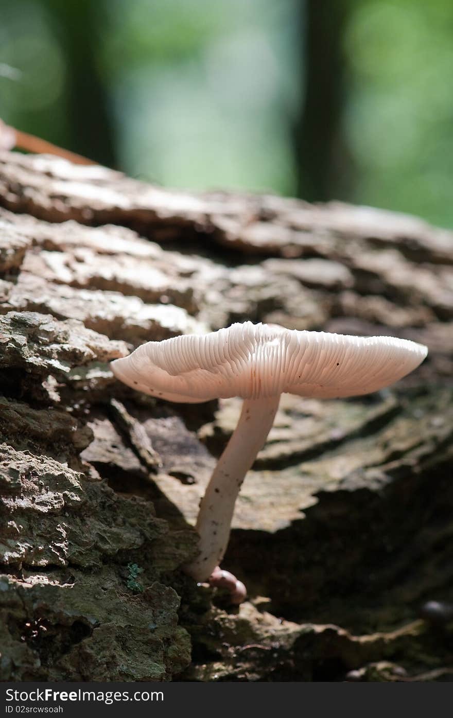 Mushroom in Forest in Galena, Maryland. Mushroom in Forest in Galena, Maryland