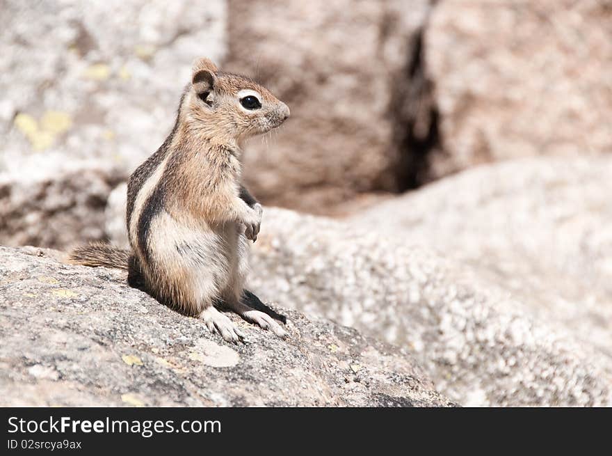 Chipmunk on the Alberta Falls Trail in Rocky Mountain National Park. Chipmunk on the Alberta Falls Trail in Rocky Mountain National Park