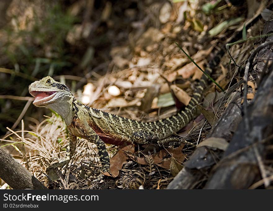 Australian lizard portrait, 1 meter in length. Australian lizard portrait, 1 meter in length