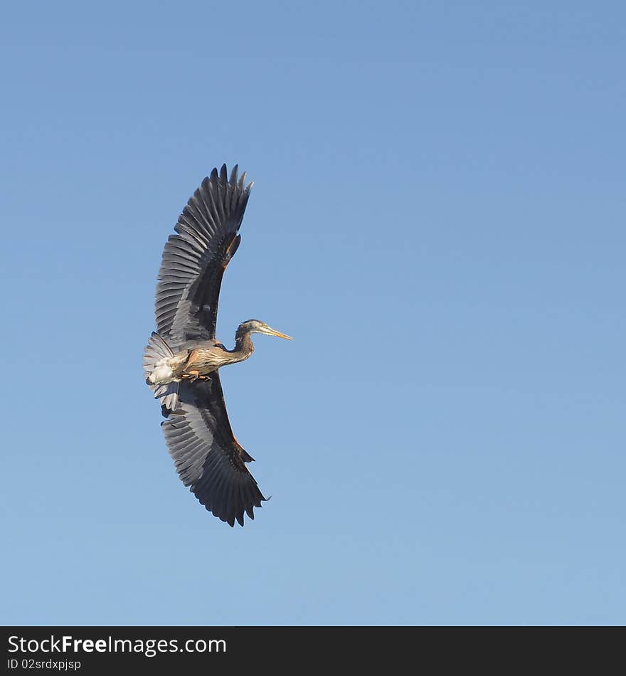 Great blue heron in flight