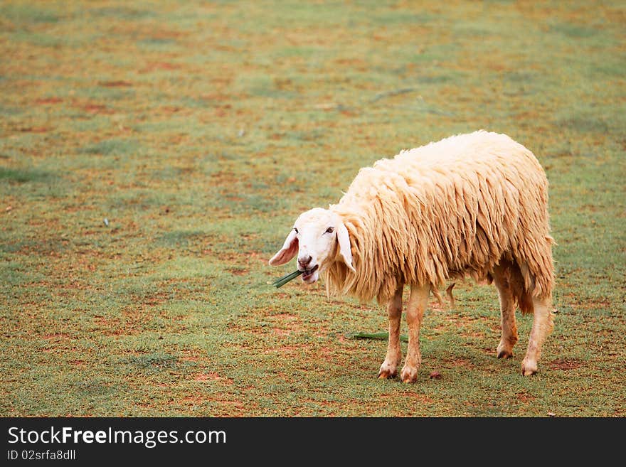 Sheep in farm are eating vegetable