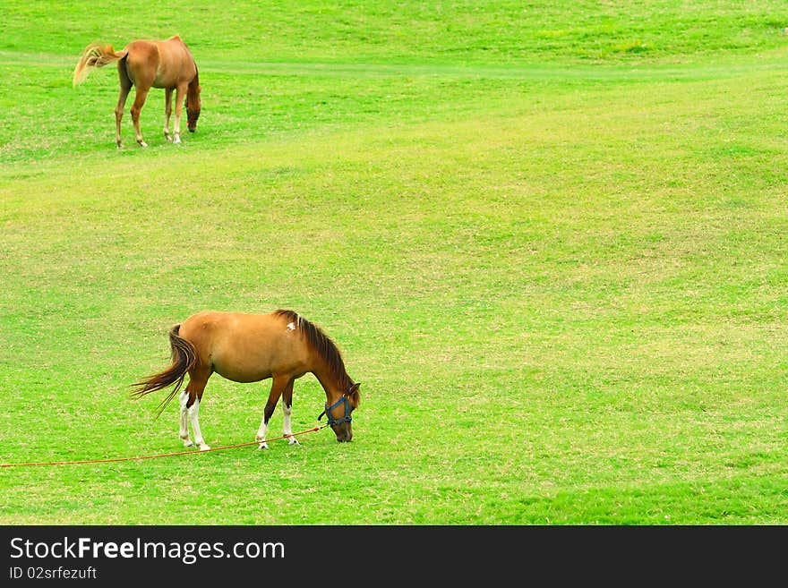 Horse in farm are eating grass