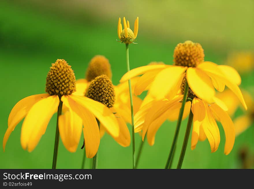 Flowers In Garden