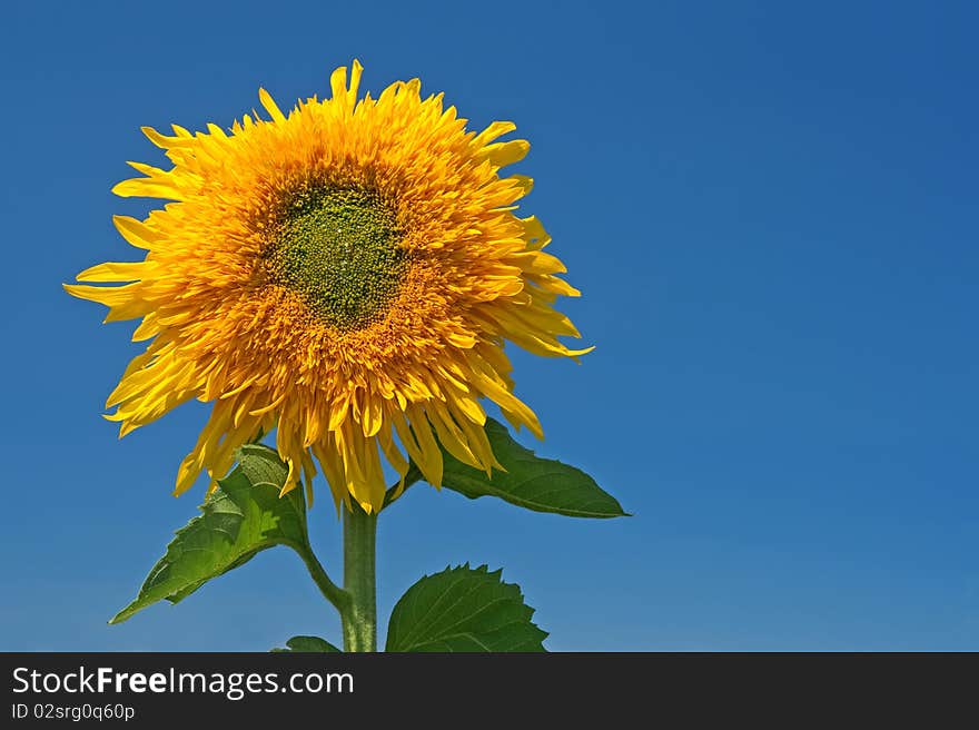 Sunflower over the blue sky with copyspace on the right.