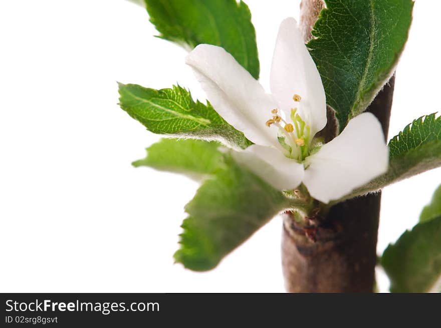 Tree branch with leaves and flower isolated on the white background. Tree branch with leaves and flower isolated on the white background