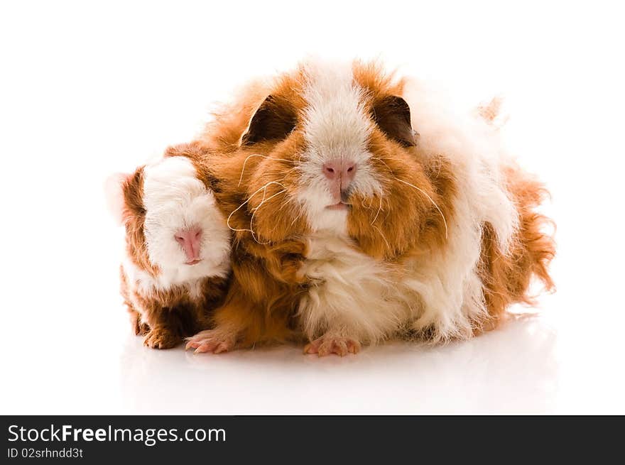 Guinea pigs. baby