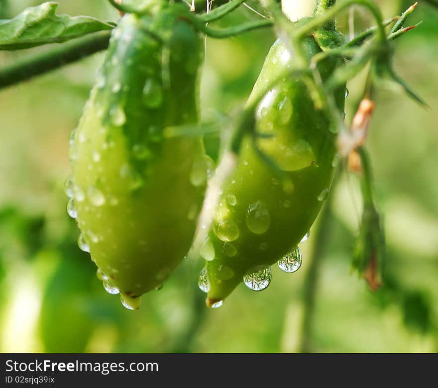 Wet tomatoes on the vine. Drops with a beautiful reflection.