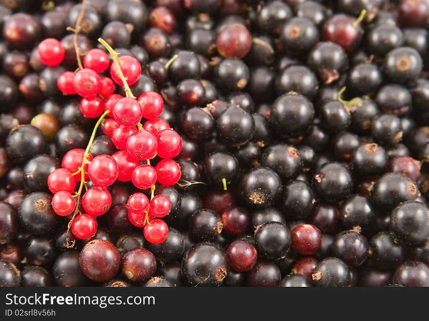 Red and black currant closeup