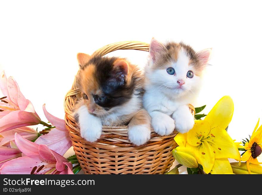 Little kittens in a basket and flowers isolated on a white background