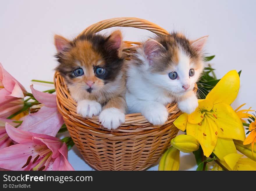 Little kittens in a basket and flowers on a white background