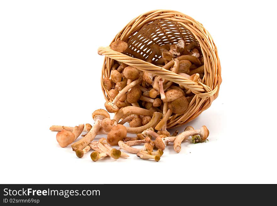 Mushrooms in a basket