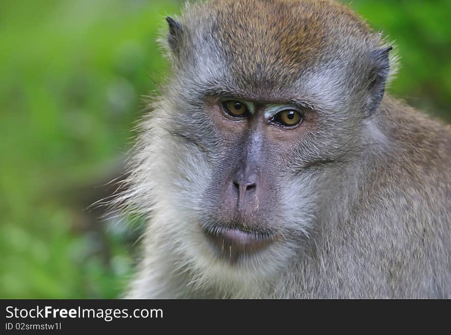 One of the wild monkey that often seen in asia forest. this monkey is very clever but fierce. always expecting by passer to give them food or they will your belonging like bag, try to get some food from there.