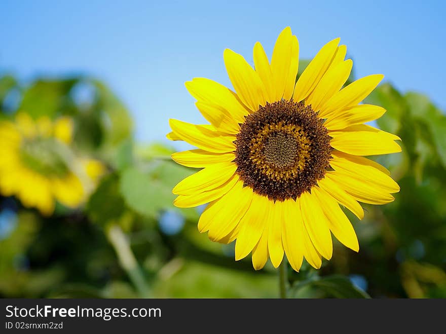 Sunflowers in a sunny green field