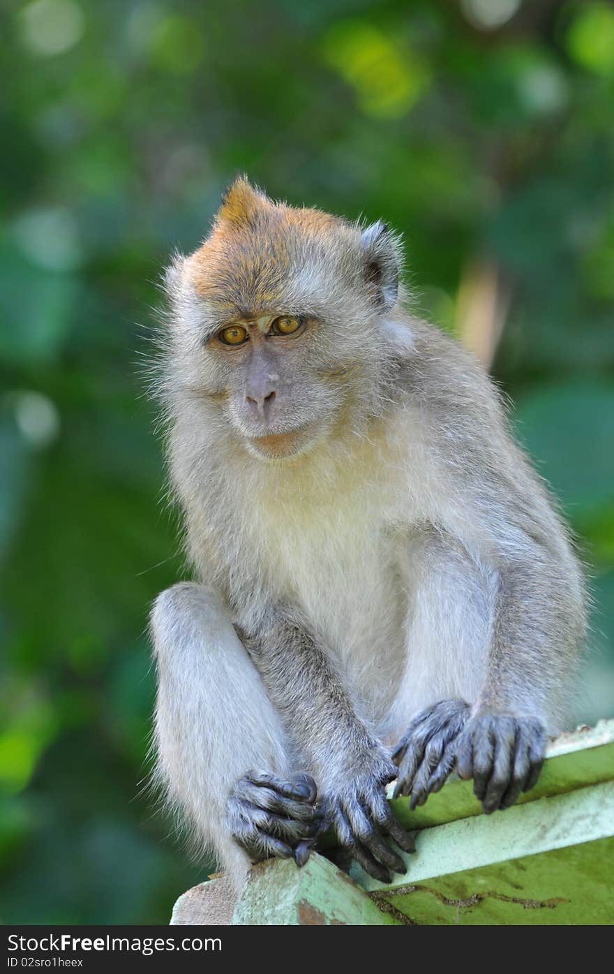 Monkey sitting on a roof