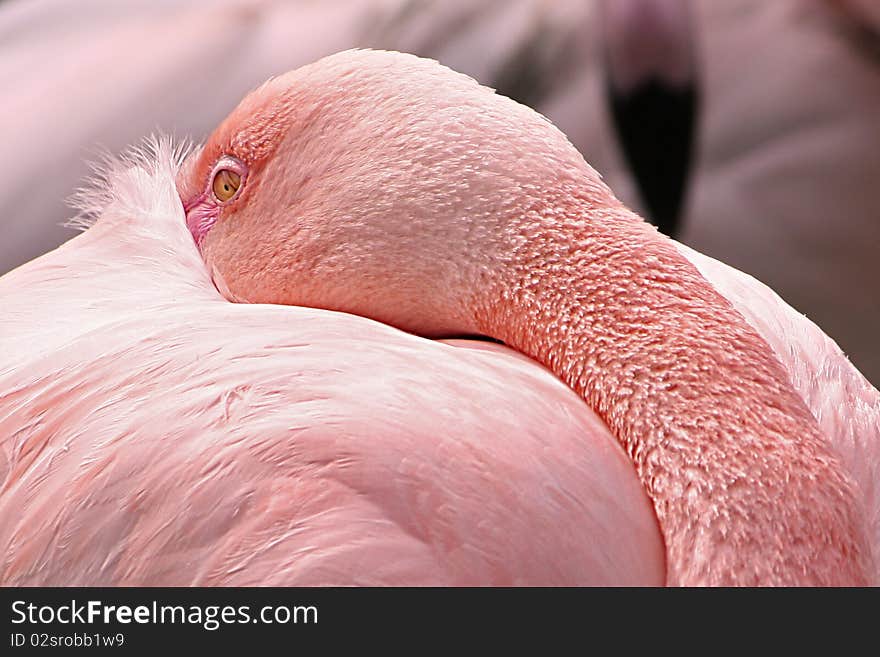 an american flamingo (phoenicopterus ruber)