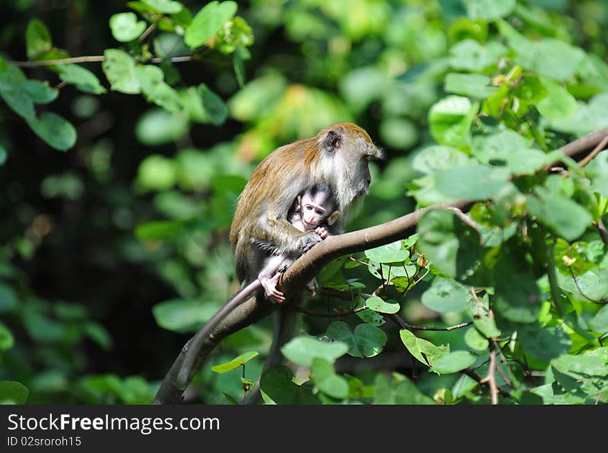 Monkey with baby sitting on a branch