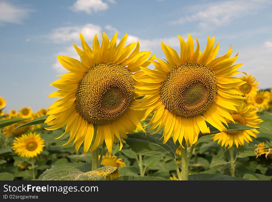 Sunflowers on a background of blue sky