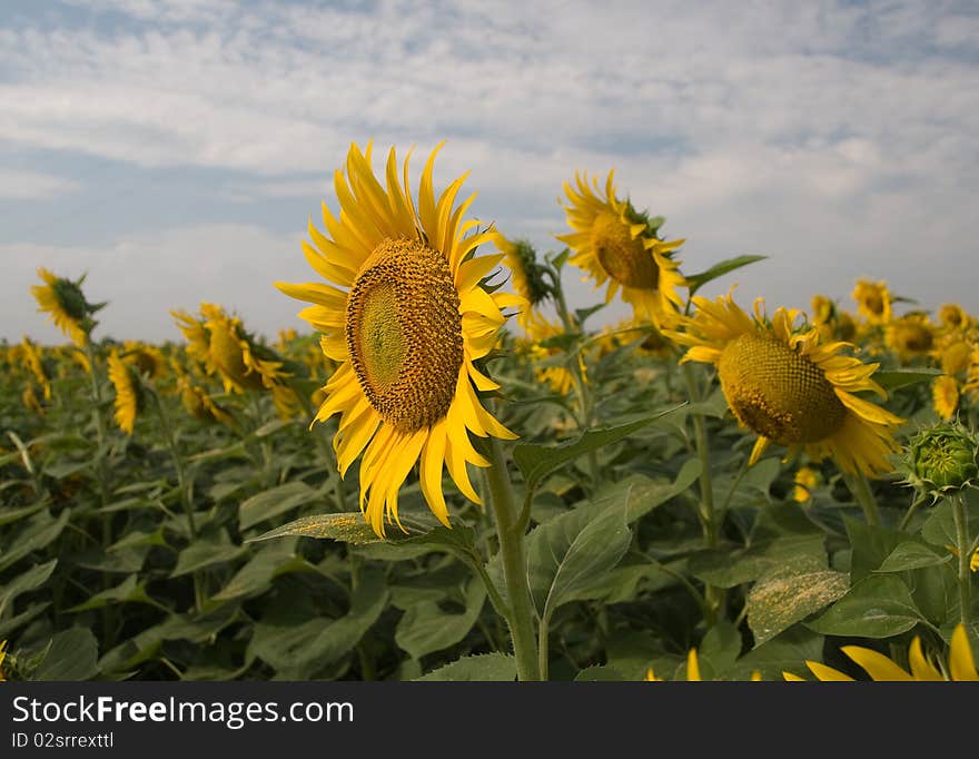 Sunflowers on a background of blue sky