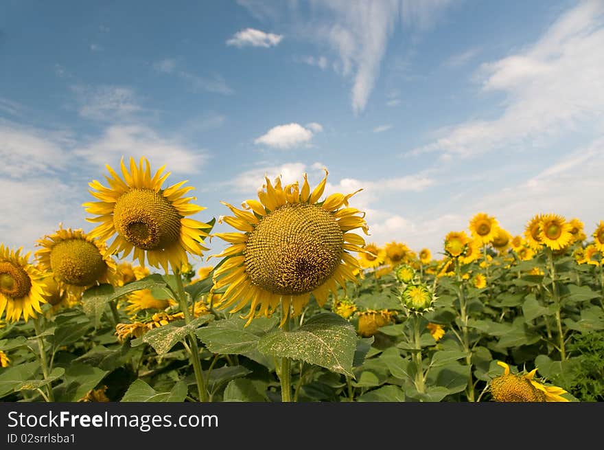 Sunflowers on a background of blue sky